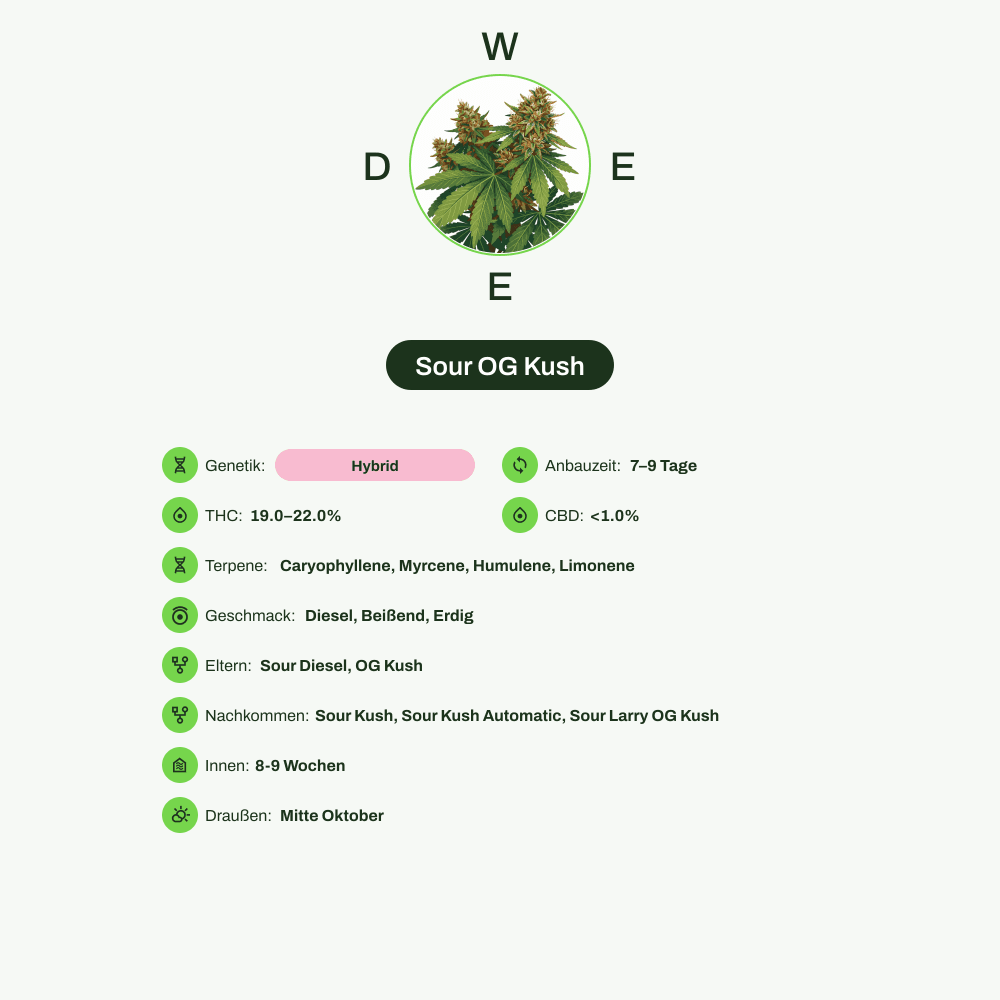Infografik über THC-Gehalt, CBD-Gehalt, Terpene, Wirkungen, Geschmack von Sour OG Kush