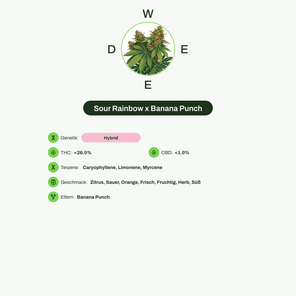 Infografik über THC-Gehalt, CBD-Gehalt, Terpene, Wirkungen, Geschmack von Sour Rainbow x Banana Punch