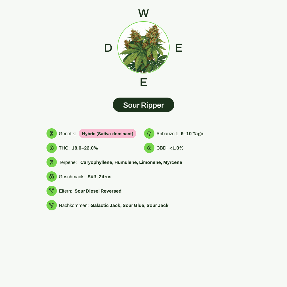Infografik über THC-Gehalt, CBD-Gehalt, Terpene, Wirkungen, Geschmack von Sour Ripper