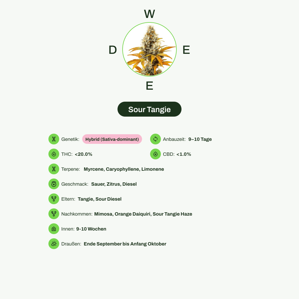 Infografik über THC-Gehalt, CBD-Gehalt, Terpene, Wirkungen, Geschmack von Sour Tangie