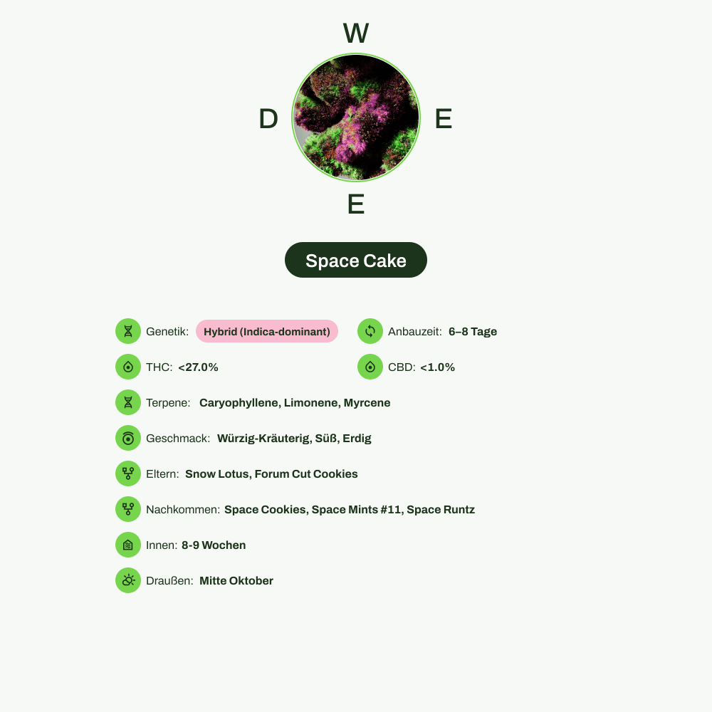 Infografik über THC-Gehalt, CBD-Gehalt, Terpene, Wirkungen, Geschmack von Space Cake