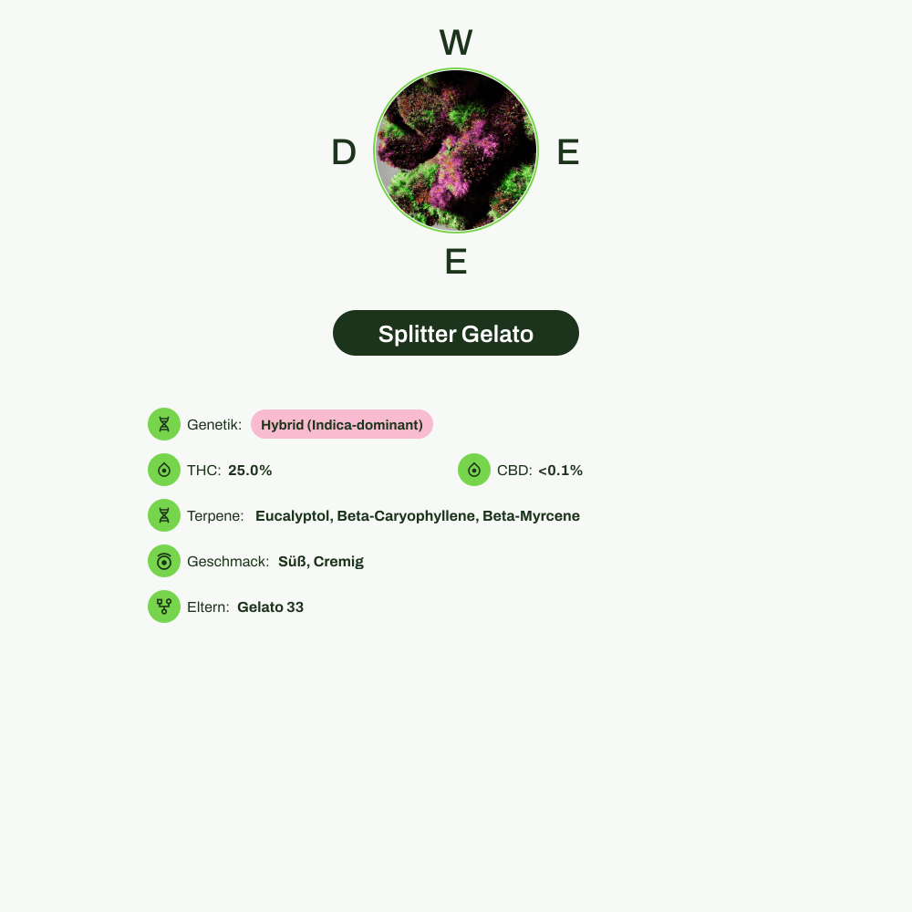 Infografik über THC-Gehalt, CBD-Gehalt, Terpene, Wirkungen, Geschmack von Splitter Gelato