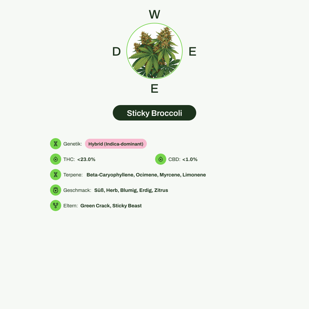 Infografik über THC-Gehalt, CBD-Gehalt, Terpene, Wirkungen, Geschmack von Sticky Broccoli