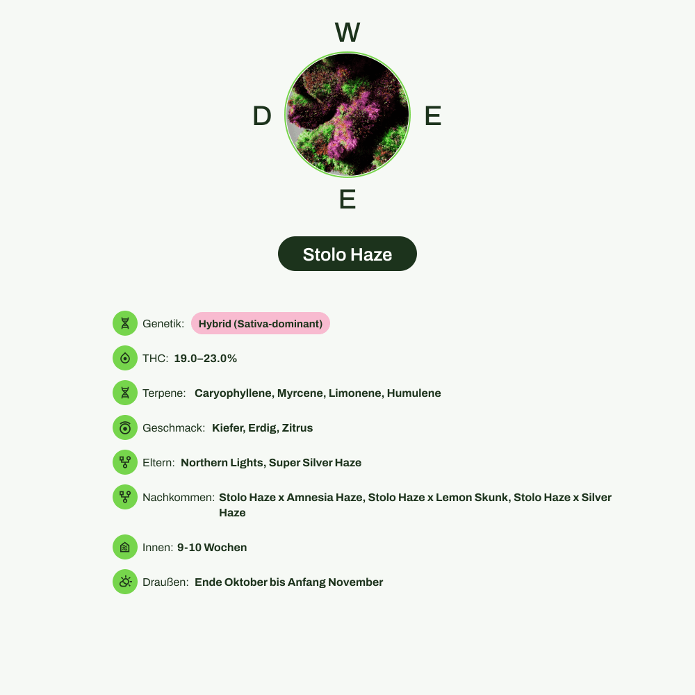 Infografik über THC-Gehalt, CBD-Gehalt, Terpene, Wirkungen, Geschmack von Stolo Haze