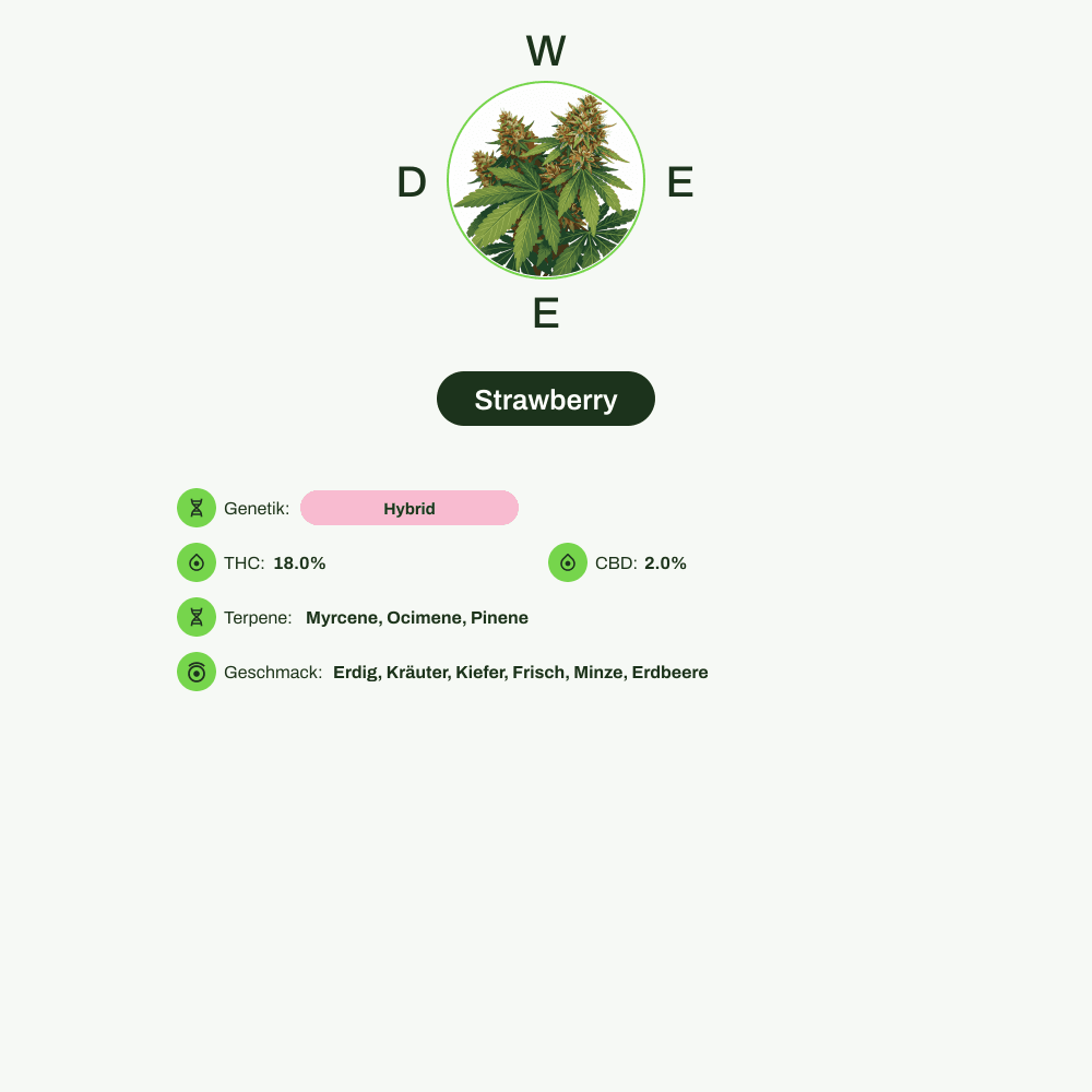 Infografik über THC-Gehalt, CBD-Gehalt, Terpene, Wirkungen, Geschmack von Strawberry