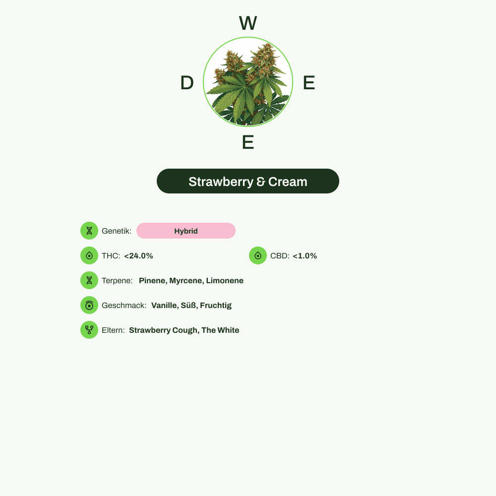 Infografik über THC-Gehalt, CBD-Gehalt, Terpene, Wirkungen, Geschmack von Strawberry & Cream