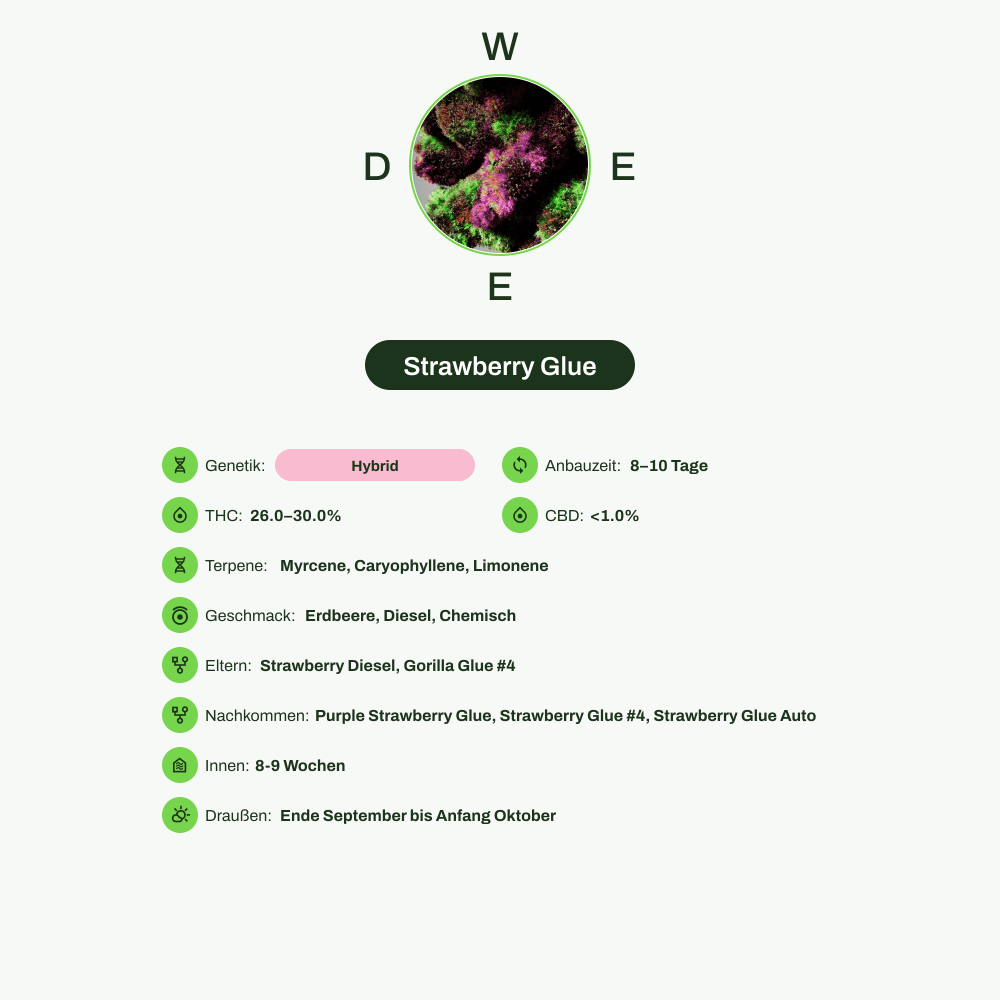 Infografik über THC-Gehalt, CBD-Gehalt, Terpene, Wirkungen, Geschmack von Strawberry Glue