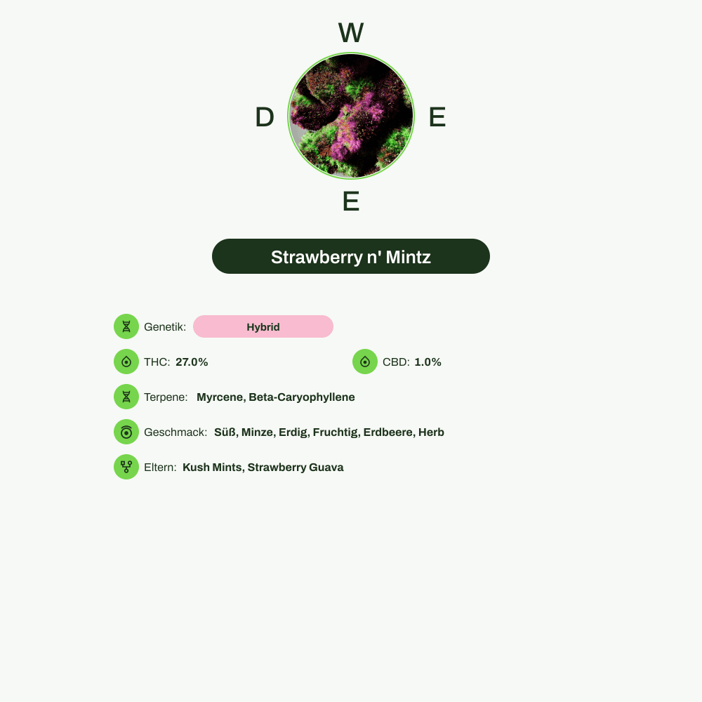 Infografik über THC-Gehalt, CBD-Gehalt, Terpene, Wirkungen, Geschmack von Strawberry n' Mintz