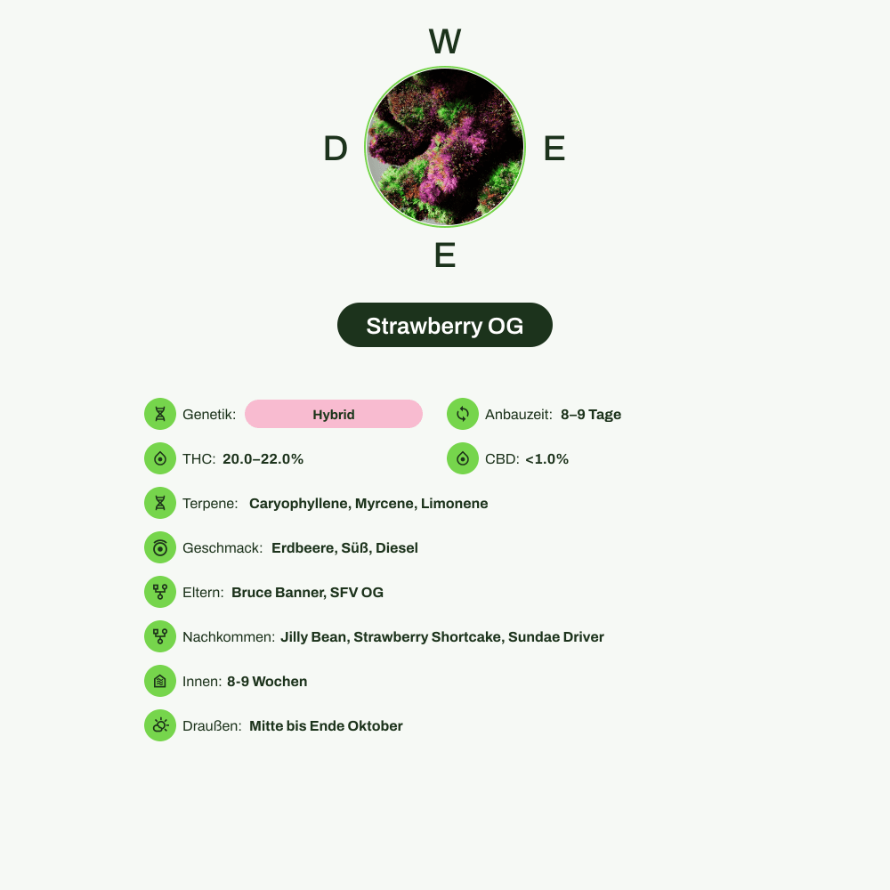 Infografik über THC-Gehalt, CBD-Gehalt, Terpene, Wirkungen, Geschmack von Strawberry OG