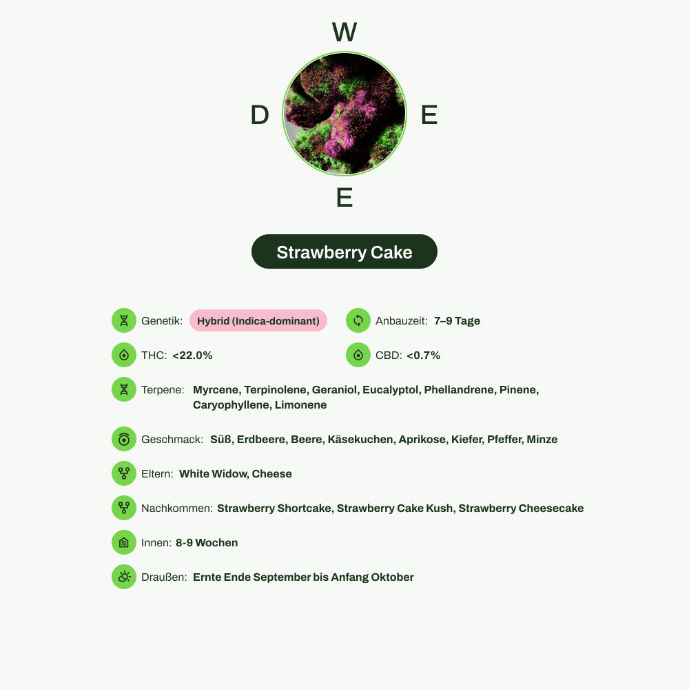 Infografik über THC-Gehalt, CBD-Gehalt, Terpene, Wirkungen, Geschmack von Strawberry Cake