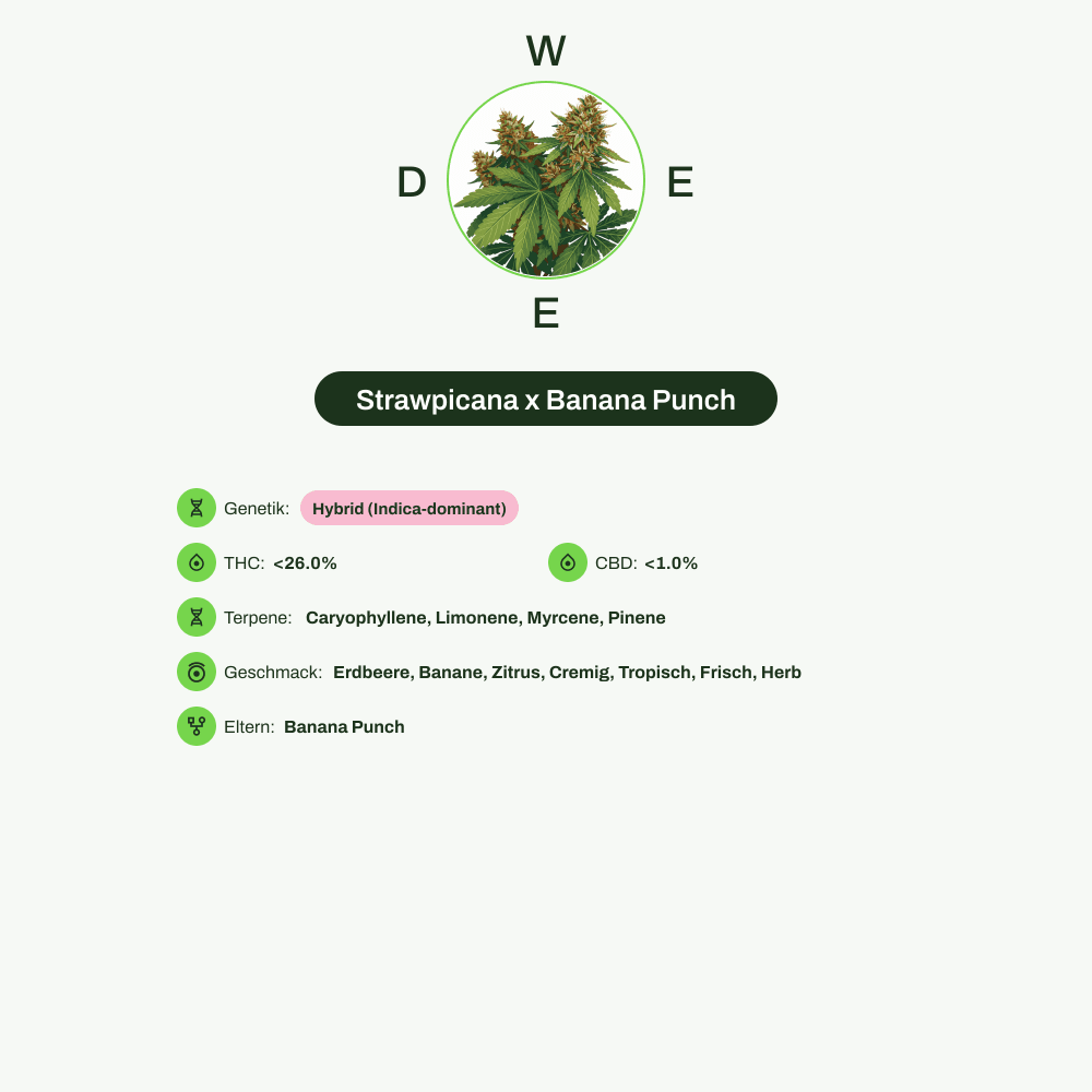 Infografik über THC-Gehalt, CBD-Gehalt, Terpene, Wirkungen, Geschmack von Strawpicana x Banana Punch