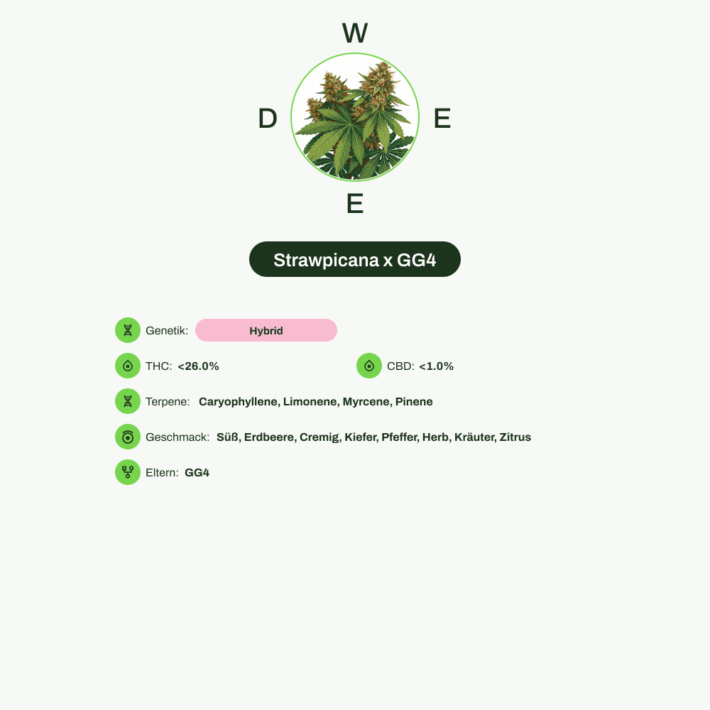 Infografik über THC-Gehalt, CBD-Gehalt, Terpene, Wirkungen, Geschmack von Strawpicana x GG4