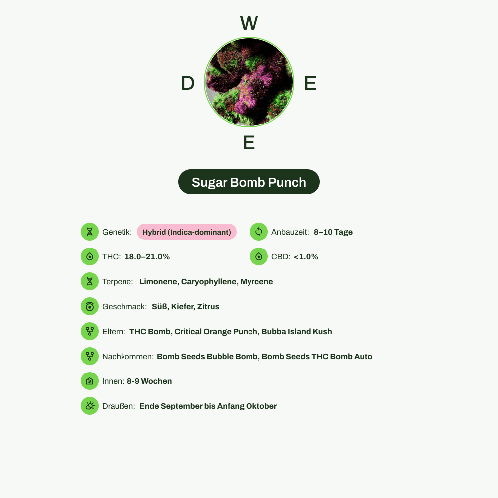 Infografik über THC-Gehalt, CBD-Gehalt, Terpene, Wirkungen, Geschmack von Sugar Bomb Punch
