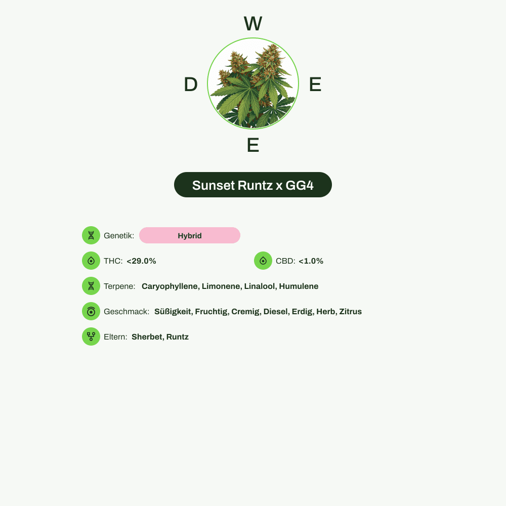 Infografik über THC-Gehalt, CBD-Gehalt, Terpene, Wirkungen, Geschmack von Sunset Runtz x GG4