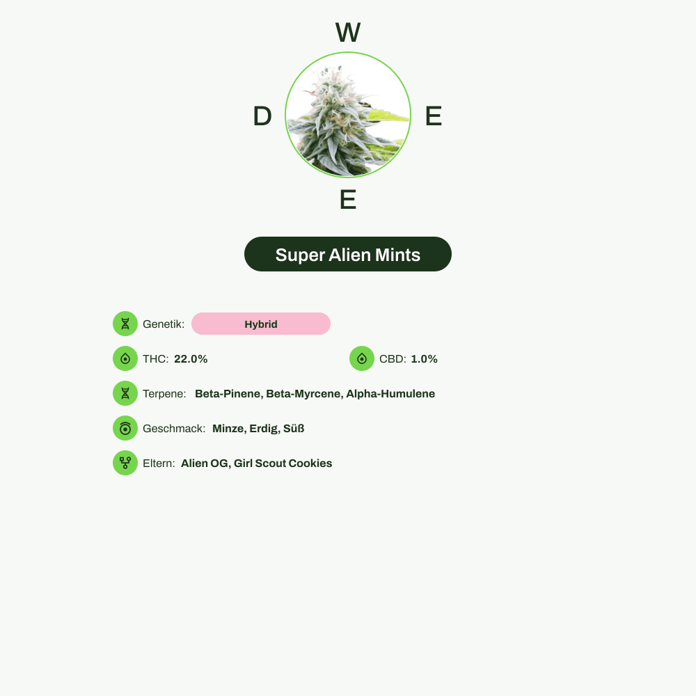 Infografik über THC-Gehalt, CBD-Gehalt, Terpene, Wirkungen, Geschmack von Super Alien Mints