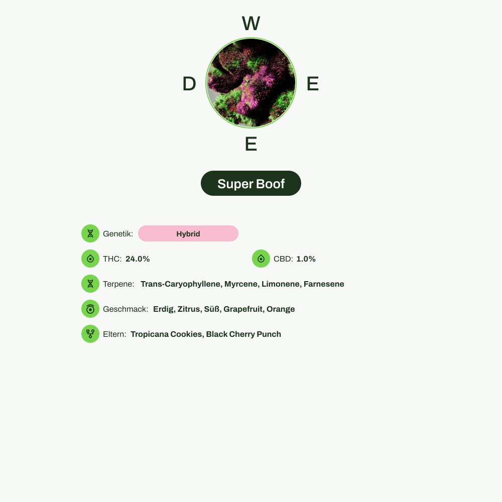 Infografik über THC-Gehalt, CBD-Gehalt, Terpene, Wirkungen, Geschmack von Super Boof