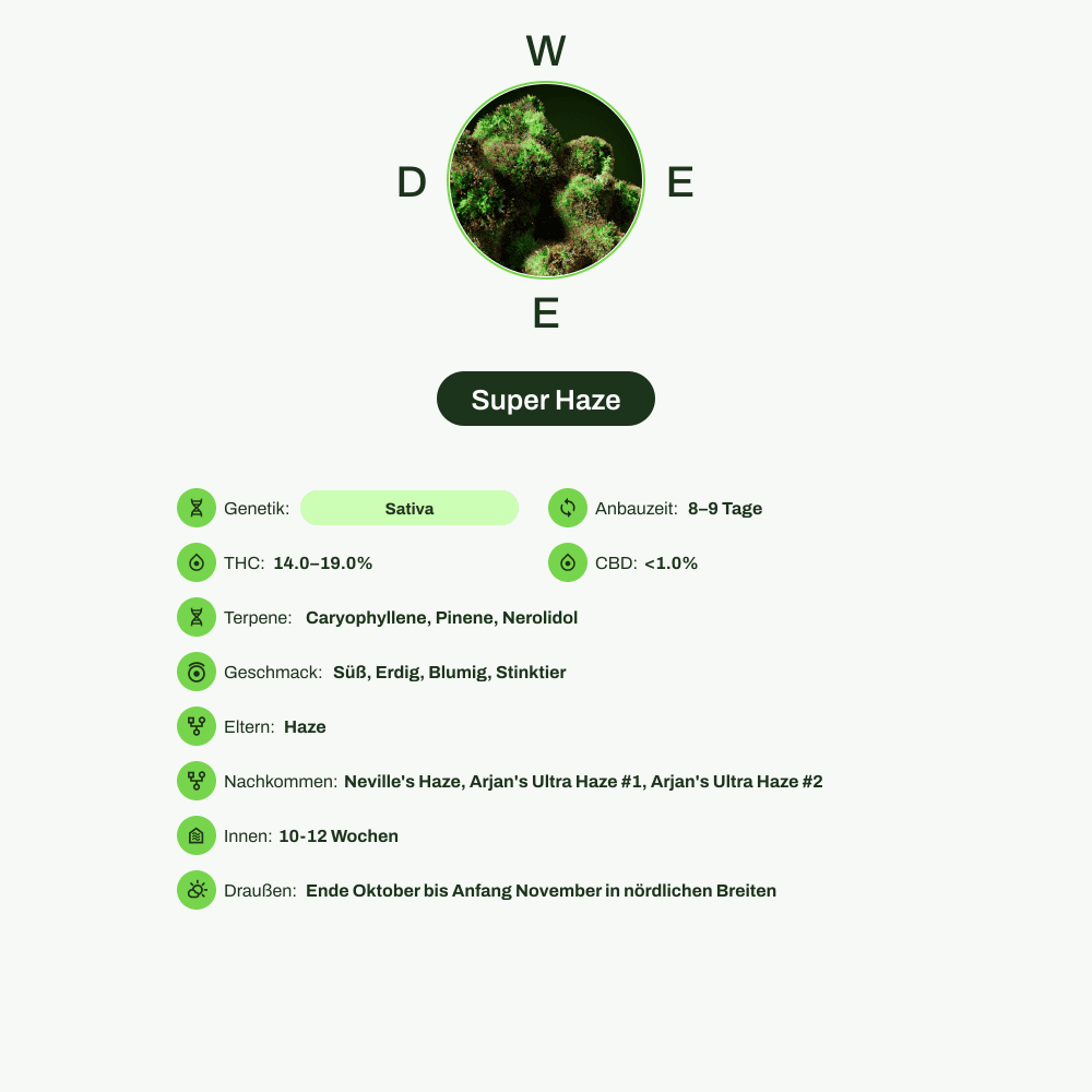 Infografik über THC-Gehalt, CBD-Gehalt, Terpene, Wirkungen, Geschmack von Super Haze