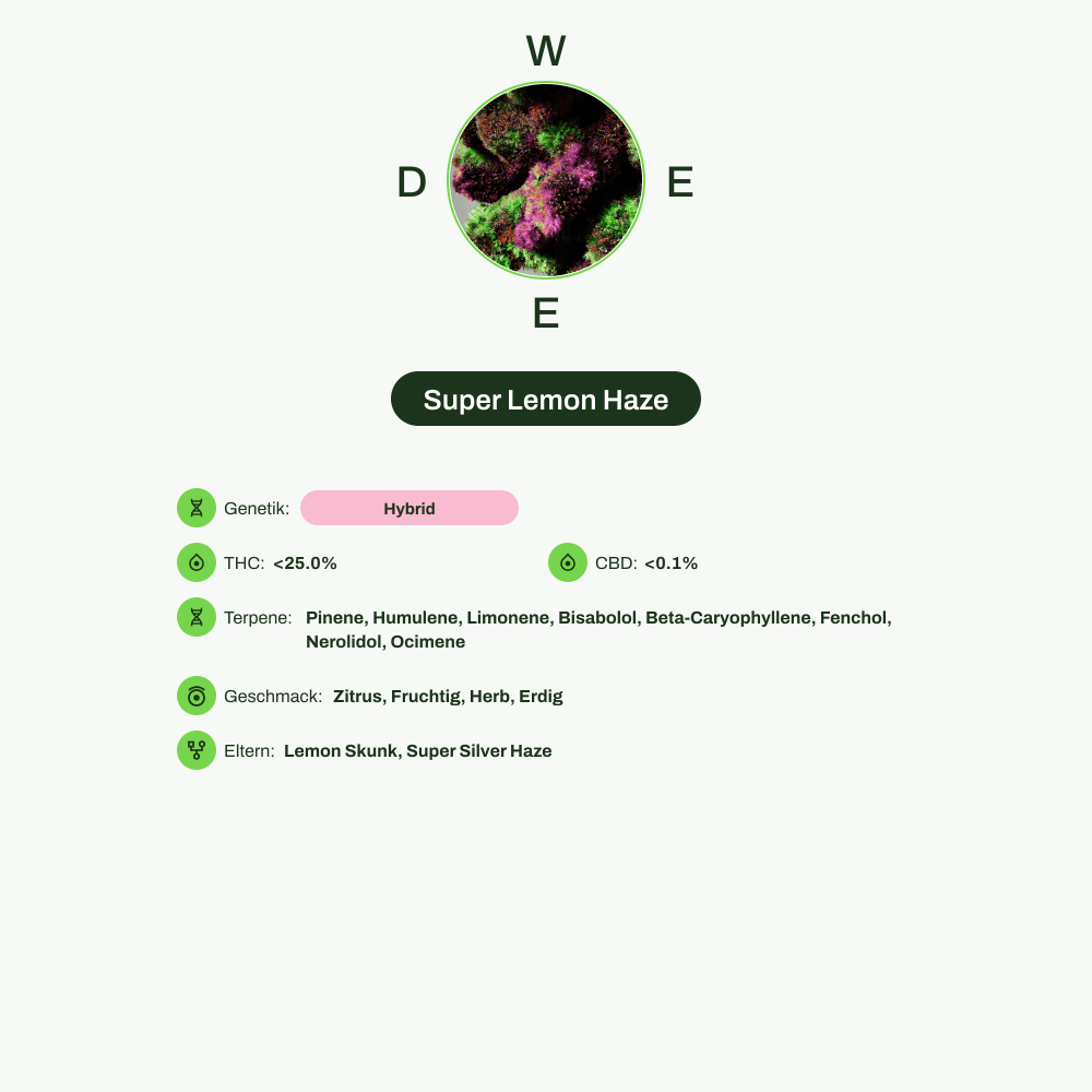 Infografik über THC-Gehalt, CBD-Gehalt, Terpene, Wirkungen, Geschmack von Super Lemon Haze