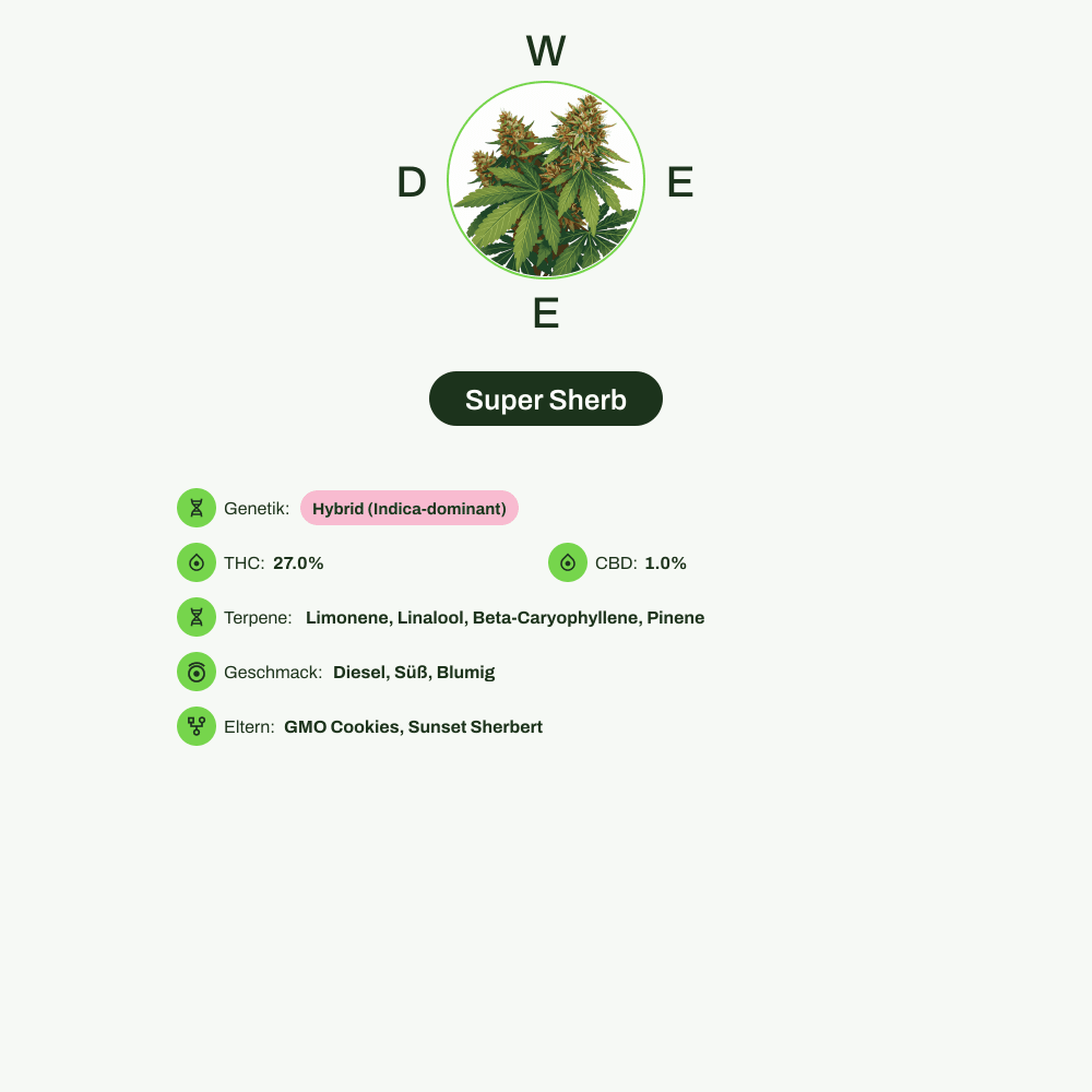 Infografik über THC-Gehalt, CBD-Gehalt, Terpene, Wirkungen, Geschmack von Super Sherb