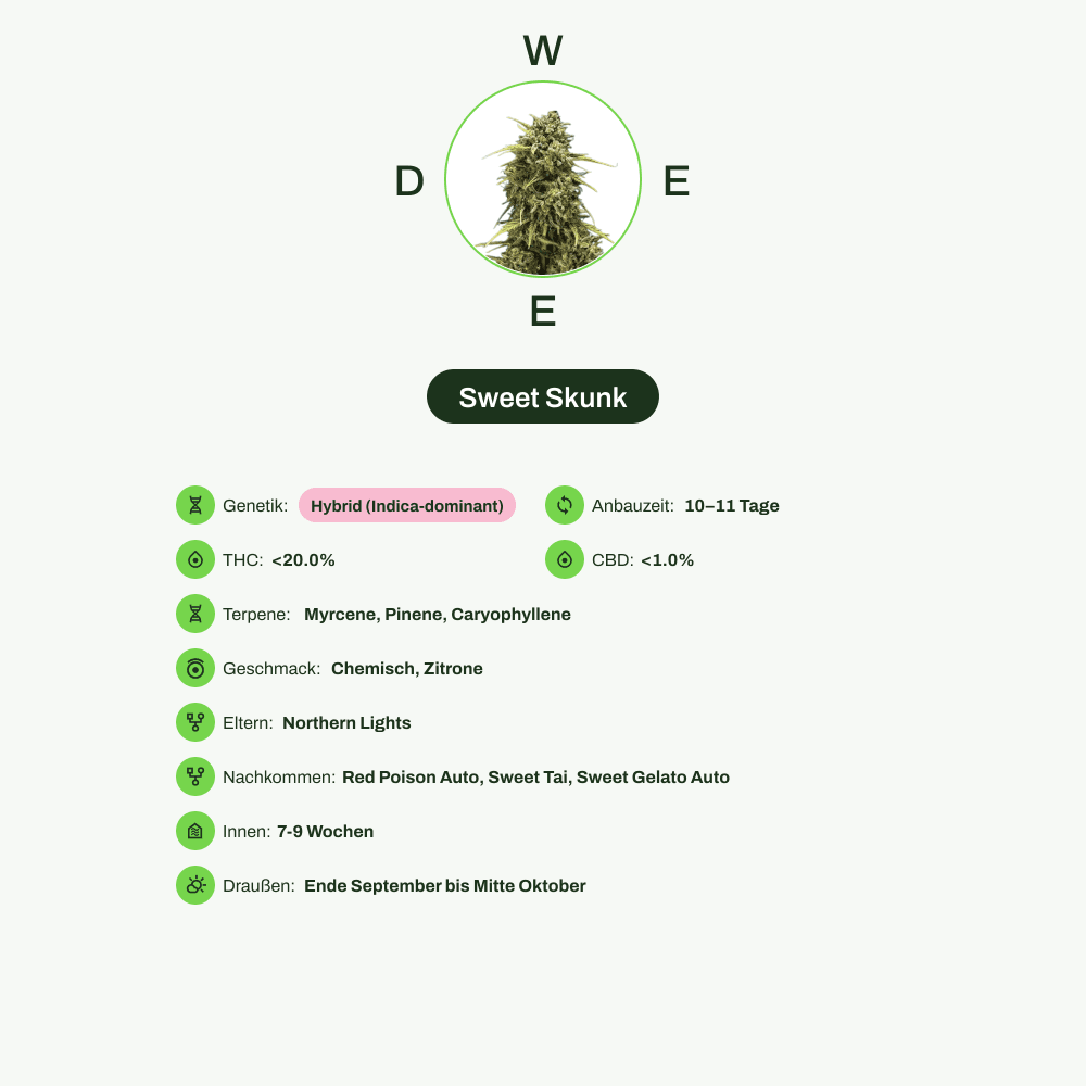Infografik über THC-Gehalt, CBD-Gehalt, Terpene, Wirkungen, Geschmack von Sweet Skunk