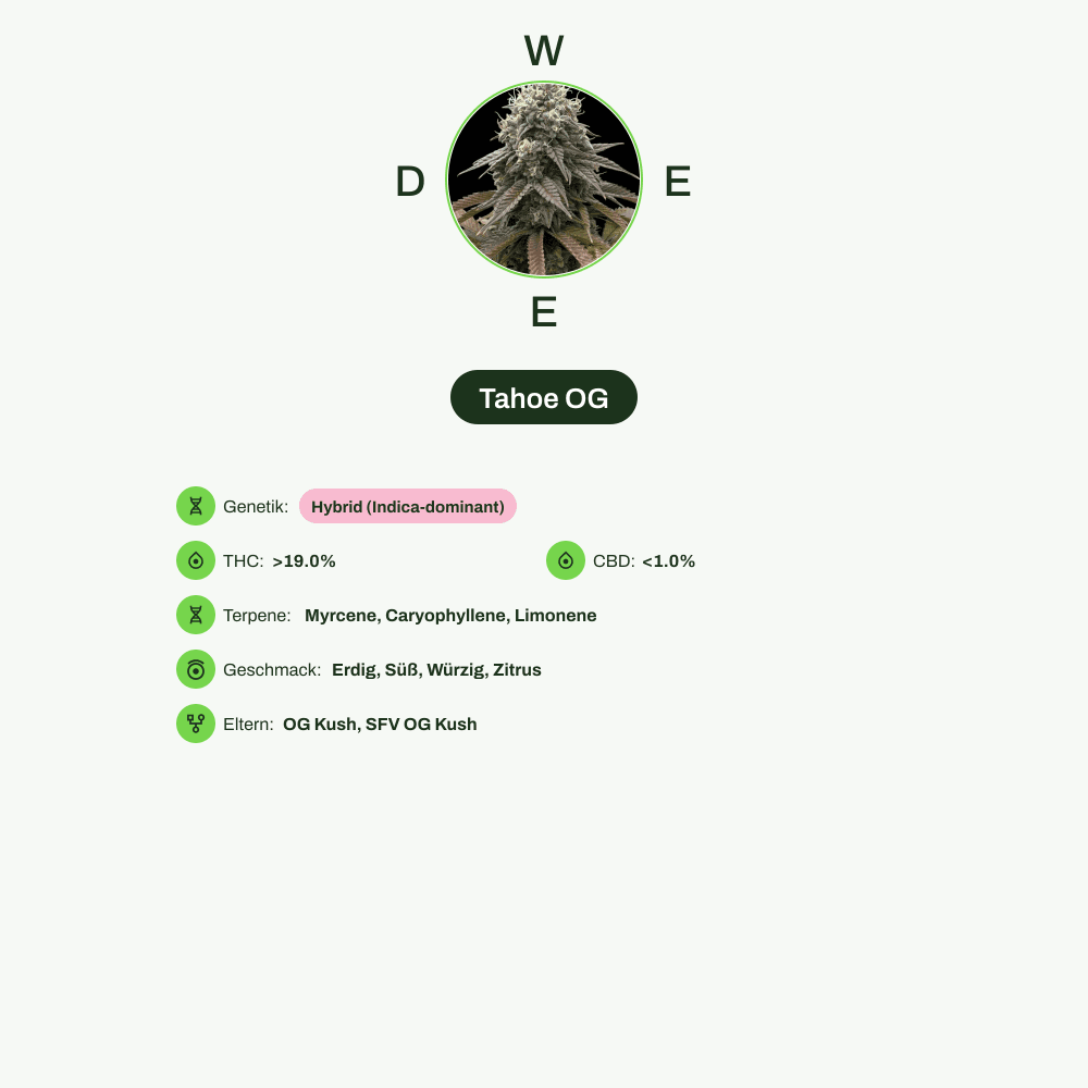 Infografik über THC-Gehalt, CBD-Gehalt, Terpene, Wirkungen, Geschmack von Tahoe OG