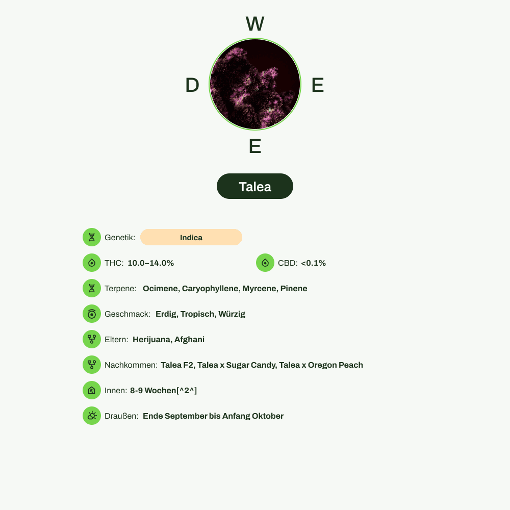 Infografik über THC-Gehalt, CBD-Gehalt, Terpene, Wirkungen, Geschmack von Talea