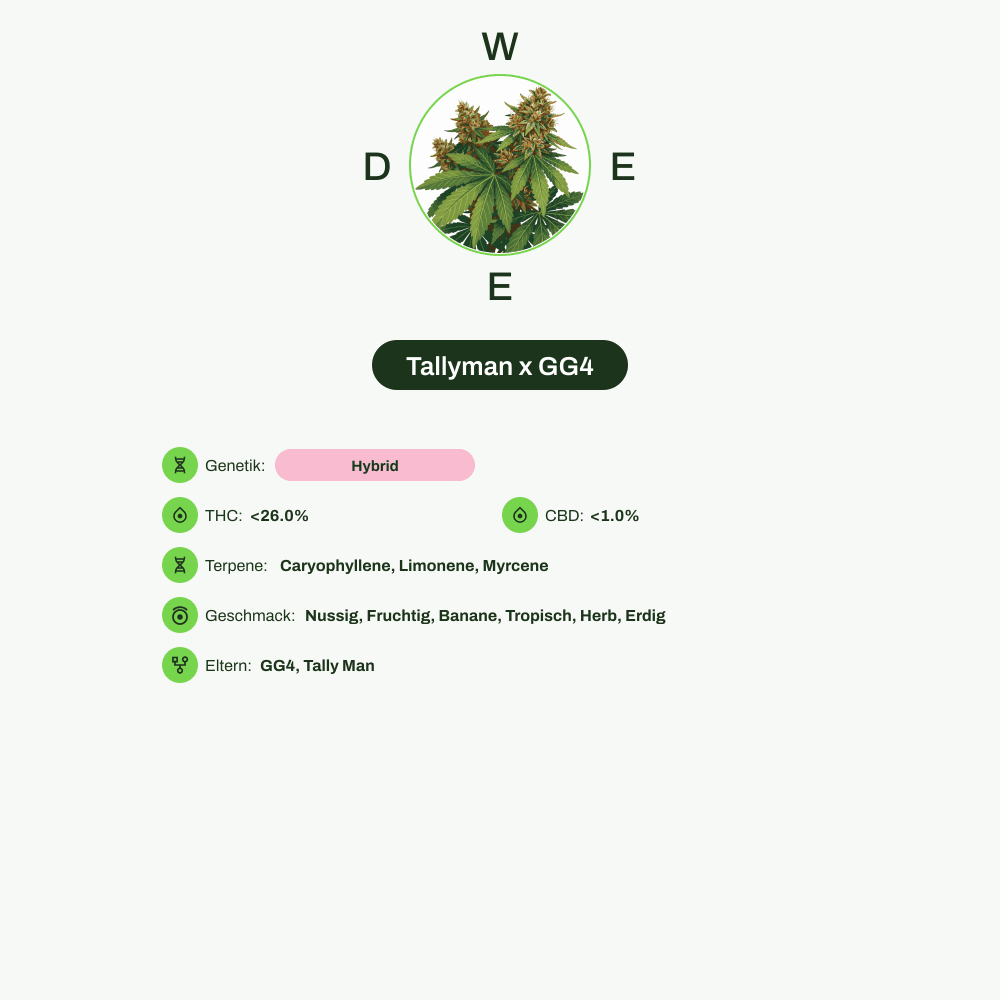 Infografik über THC-Gehalt, CBD-Gehalt, Terpene, Wirkungen, Geschmack von Tallyman x GG4