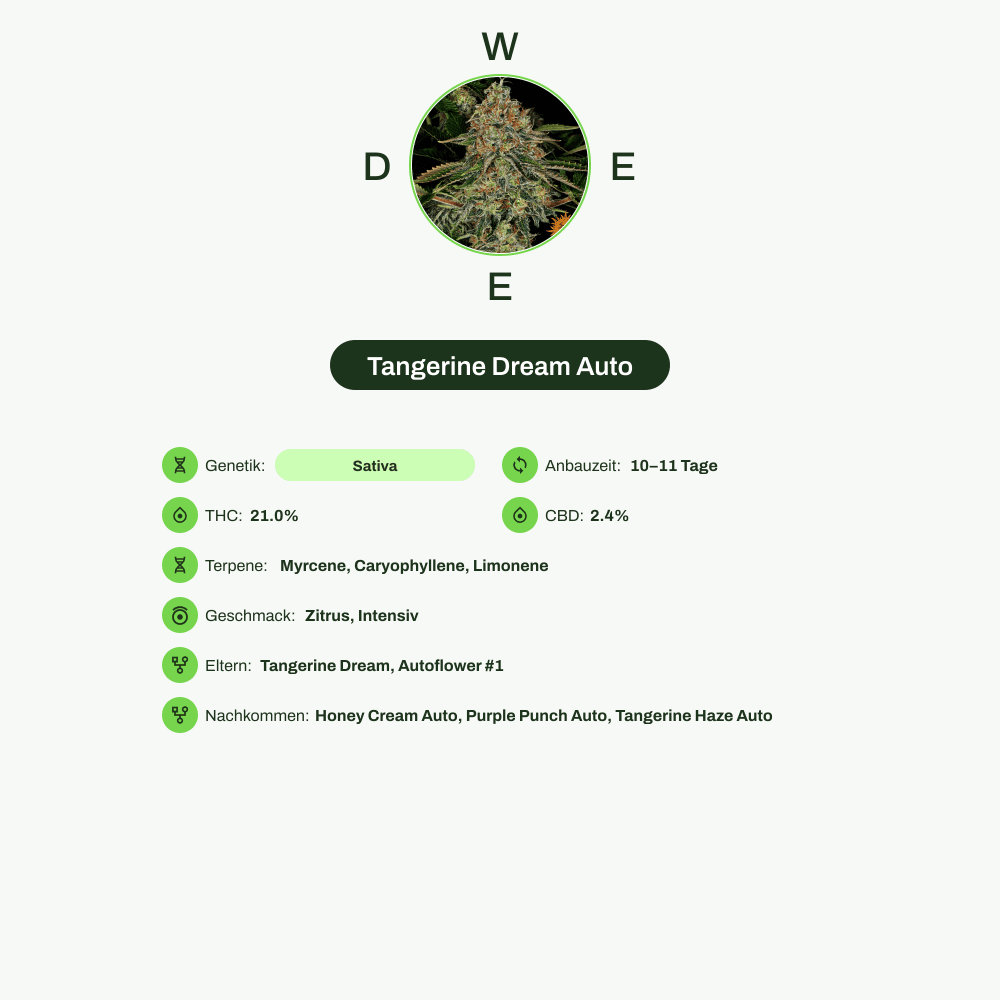 Infografik über THC-Gehalt, CBD-Gehalt, Terpene, Wirkungen, Geschmack von Tangerine Dream Auto