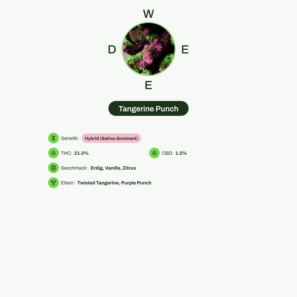Infografik über THC-Gehalt, CBD-Gehalt, Wirkungen, Geschmack von Tangerine Punch
