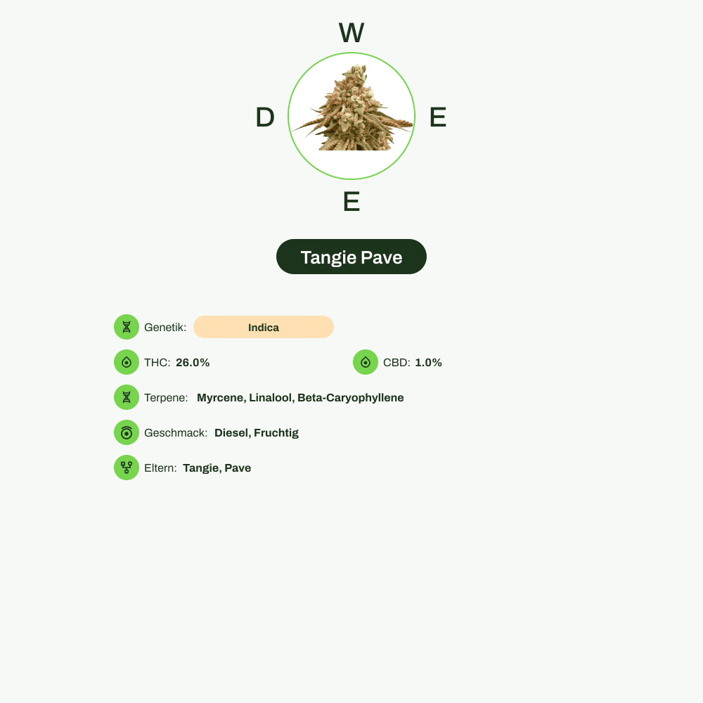Infografik über THC-Gehalt, CBD-Gehalt, Terpene, Wirkungen, Geschmack von Tangie Pave