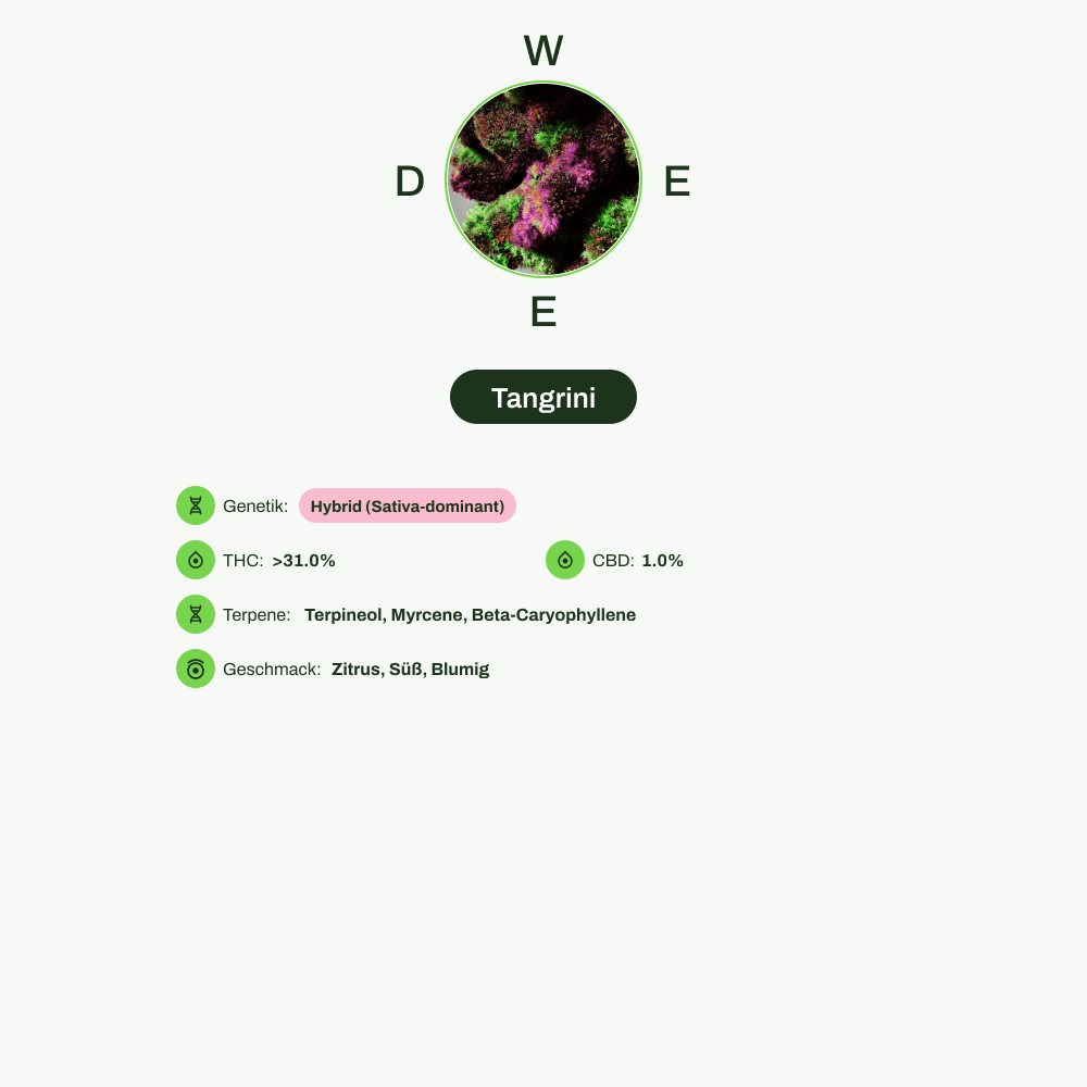 Infografik über THC-Gehalt, CBD-Gehalt, Terpene, Wirkungen, Geschmack von Tangrini