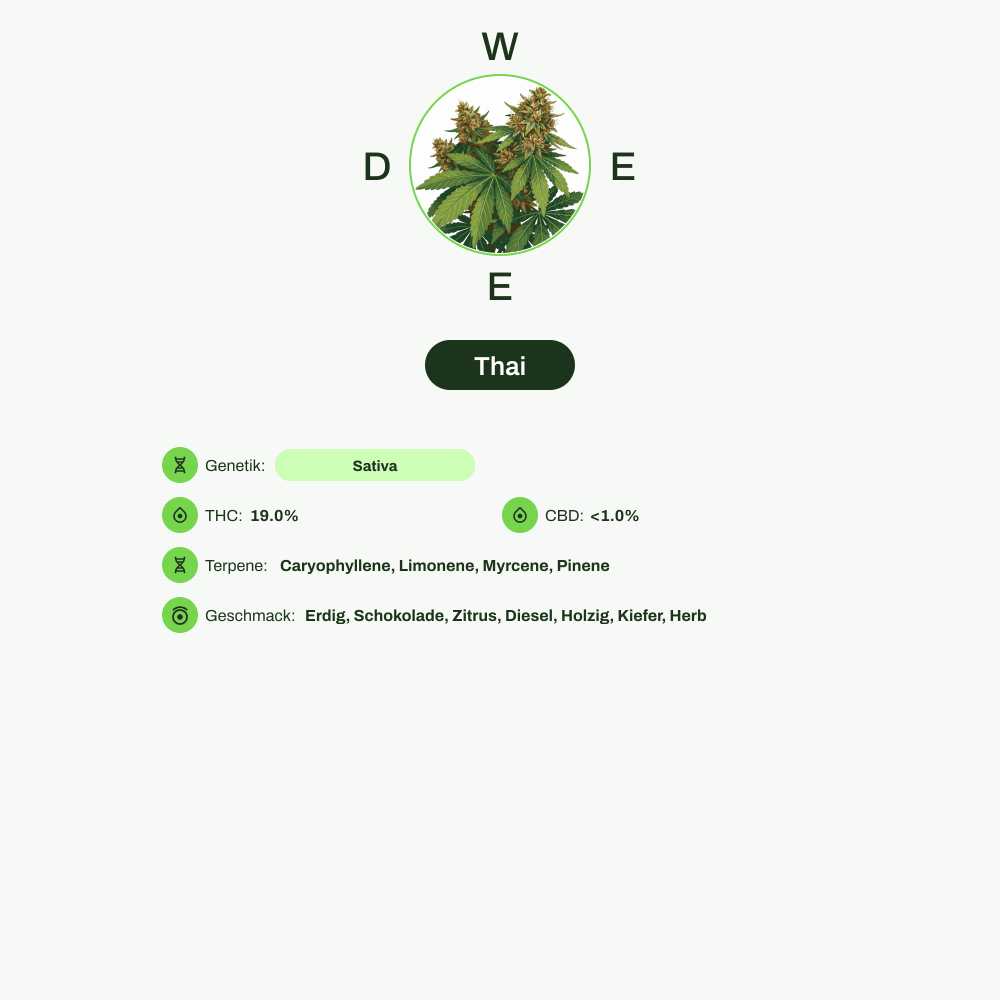 Infografik über THC-Gehalt, CBD-Gehalt, Terpene, Wirkungen, Geschmack von Thai