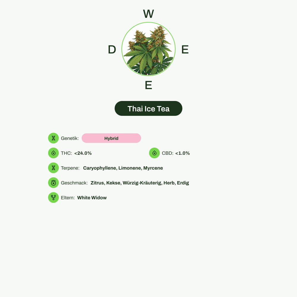 Infografik über THC-Gehalt, CBD-Gehalt, Terpene, Wirkungen, Geschmack von Thai Ice Tea