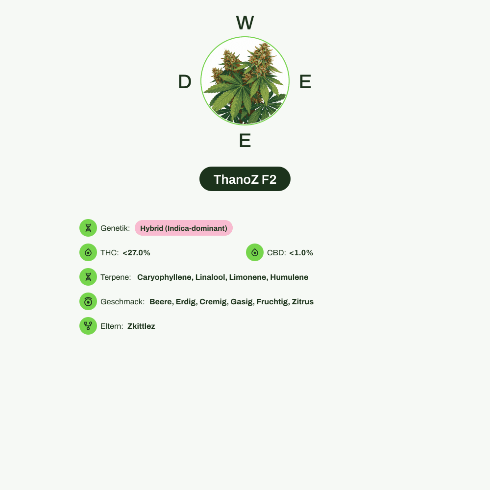 Infografik über THC-Gehalt, CBD-Gehalt, Terpene, Wirkungen, Geschmack von ThanoZ F2