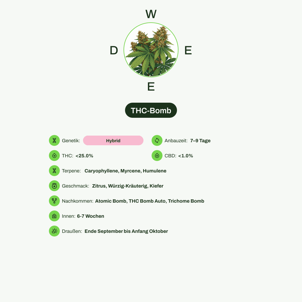 Infografik über THC-Gehalt, CBD-Gehalt, Terpene, Wirkungen, Geschmack von THC-Bomb
