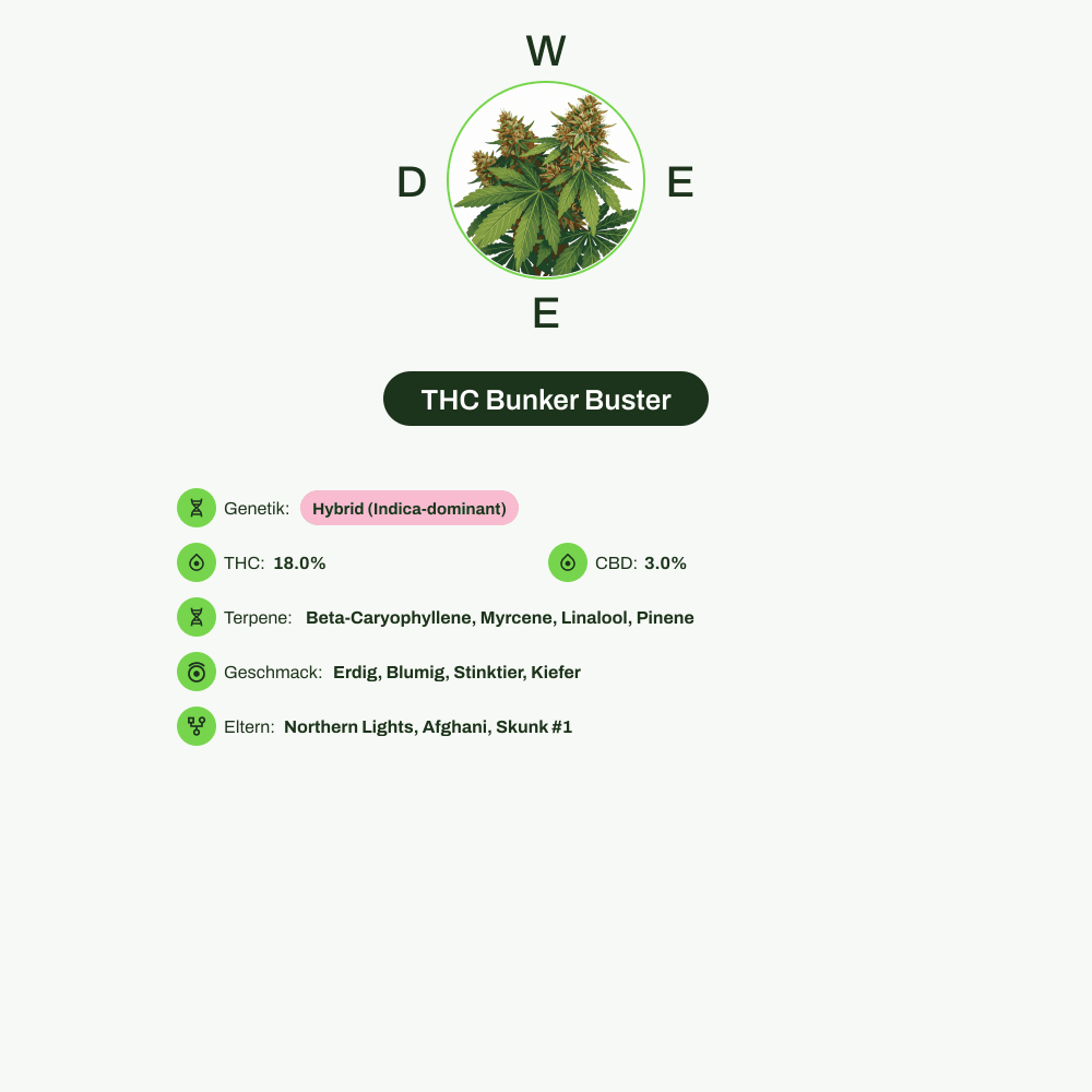 Infografik über THC-Gehalt, CBD-Gehalt, Terpene, Wirkungen, Geschmack von THC Bunker Buster