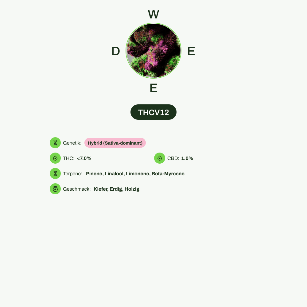 Infografik über THC-Gehalt, CBD-Gehalt, Terpene, Wirkungen, Geschmack von THCV12