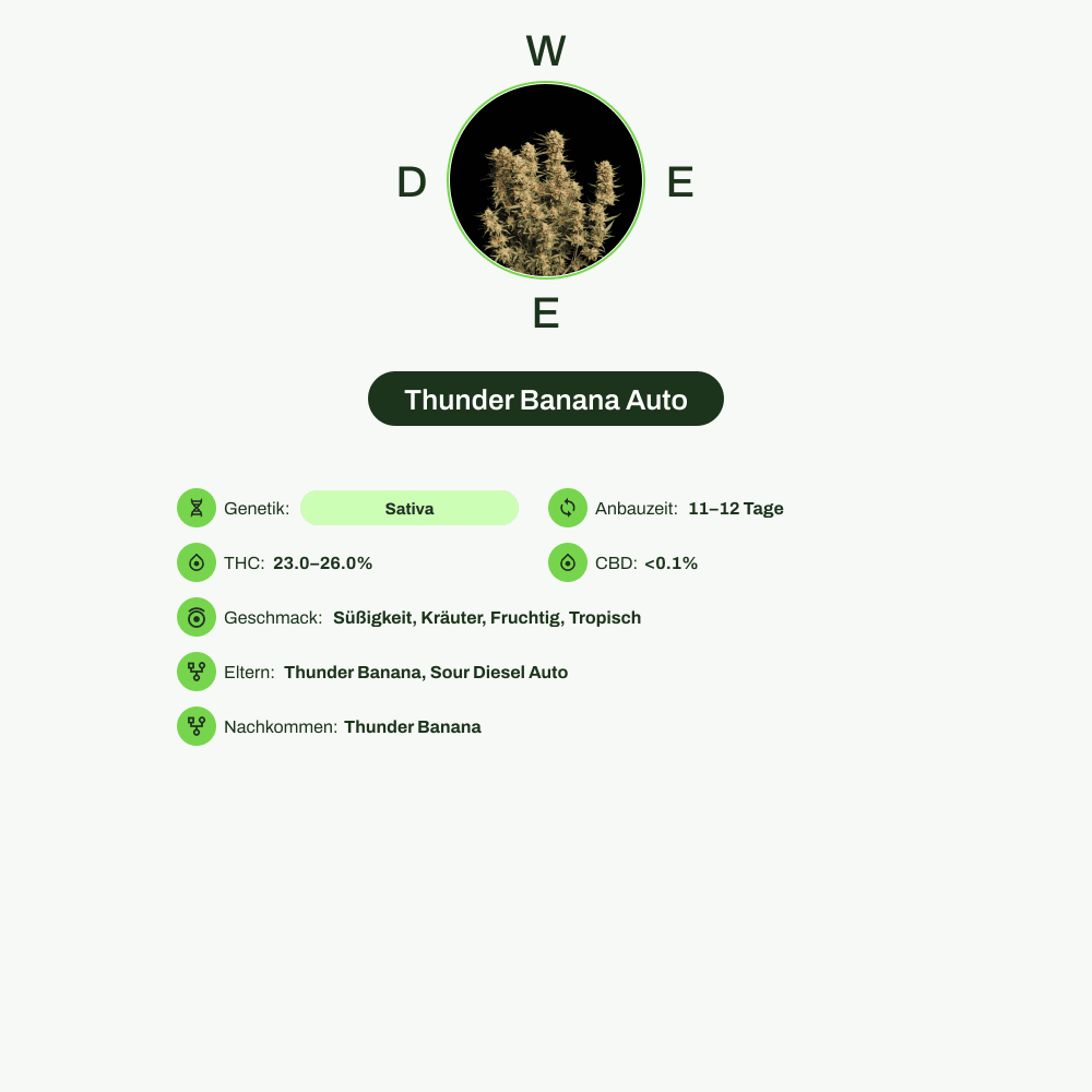 Infografik über THC-Gehalt, CBD-Gehalt, Wirkungen, Geschmack von Thunder Banana Auto