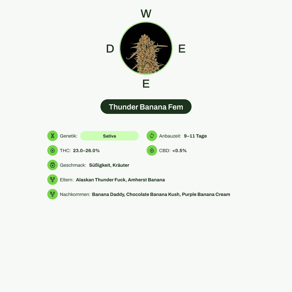 Infografik über THC-Gehalt, CBD-Gehalt, Wirkungen, Geschmack von Thunder Banana Fem