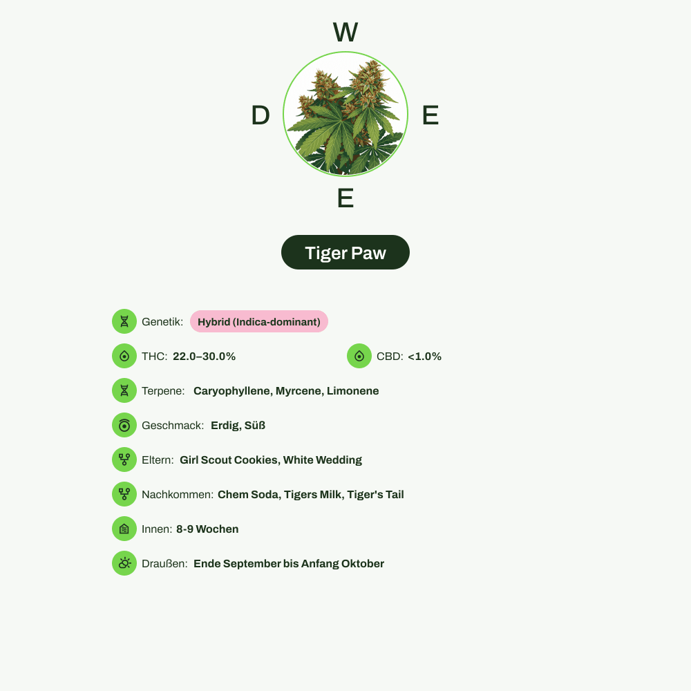Infografik über THC-Gehalt, CBD-Gehalt, Terpene, Wirkungen, Geschmack von Tiger Paw