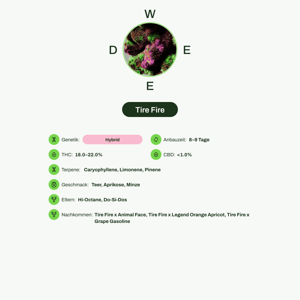 Infografik über THC-Gehalt, CBD-Gehalt, Terpene, Wirkungen, Geschmack von Tire Fire