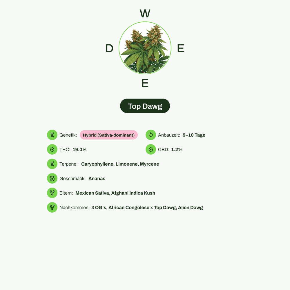 Infografik über THC-Gehalt, CBD-Gehalt, Terpene, Wirkungen, Geschmack von Top Dawg
