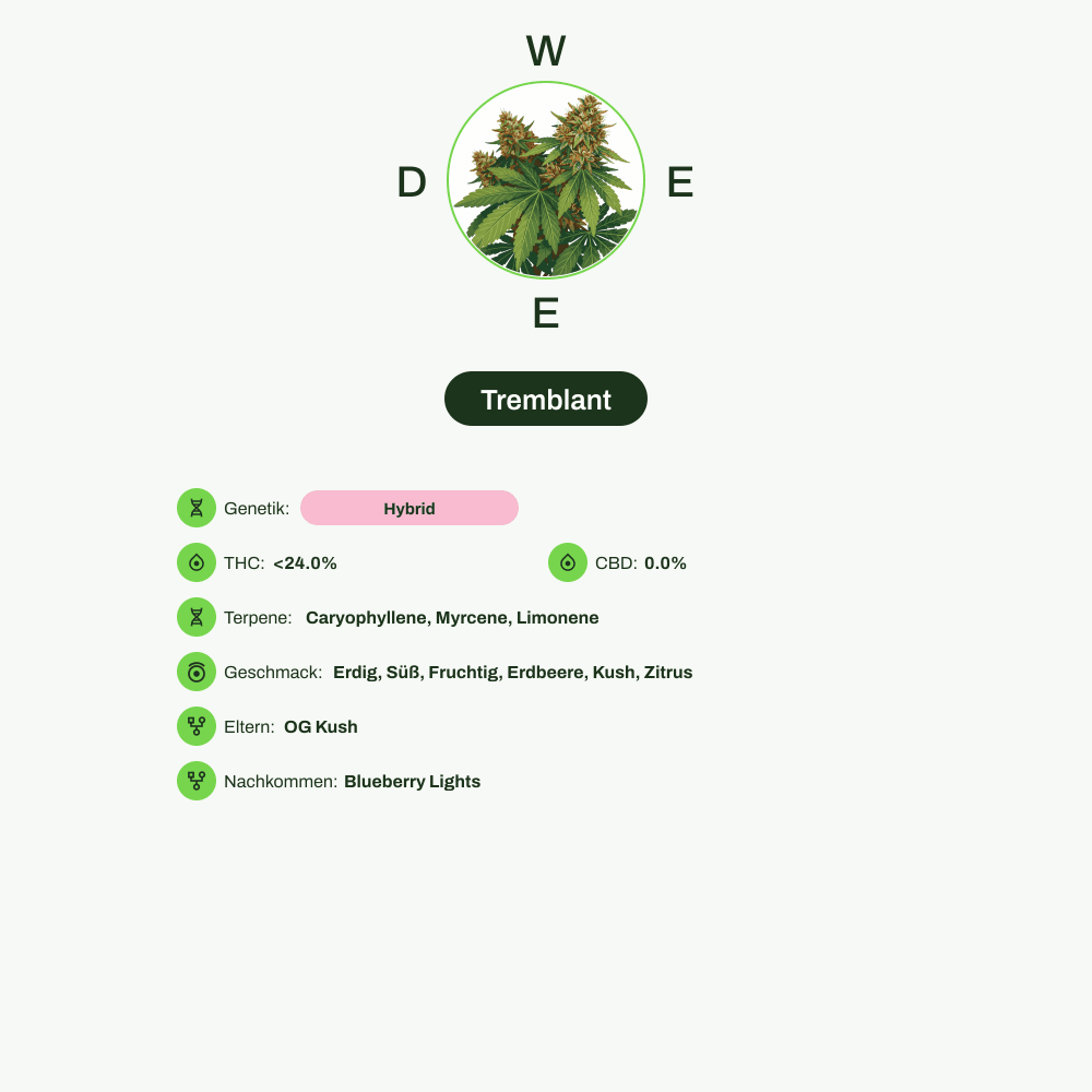 Infografik über THC-Gehalt, CBD-Gehalt, Terpene, Wirkungen, Geschmack von Tremblant