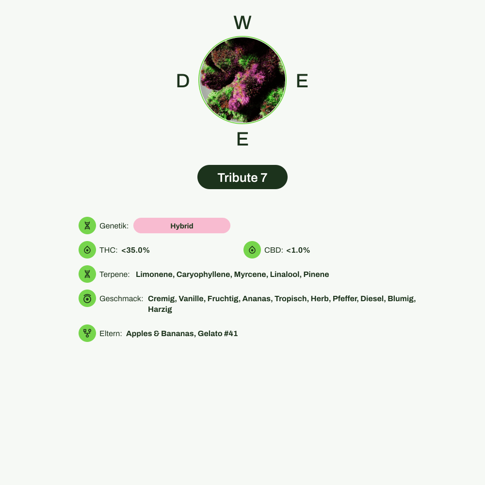 Infografik über THC-Gehalt, CBD-Gehalt, Terpene, Wirkungen, Geschmack von Tribute 7