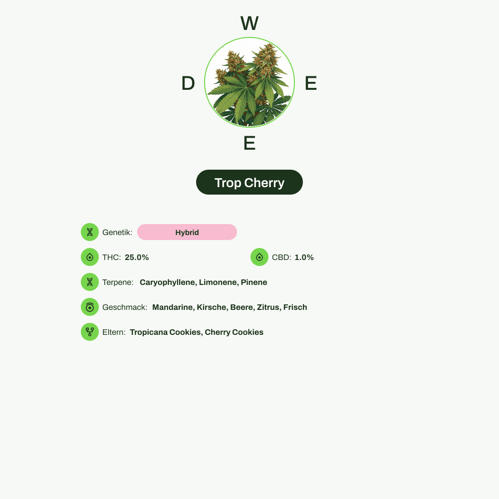 Infografik über THC-Gehalt, CBD-Gehalt, Terpene, Wirkungen, Geschmack von Trop Cherry