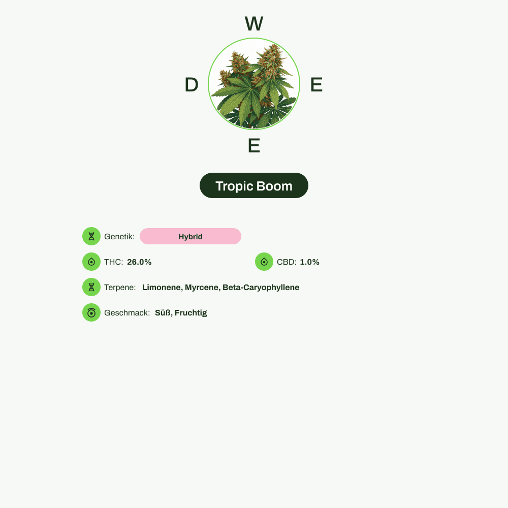 Infografik über THC-Gehalt, CBD-Gehalt, Terpene, Wirkungen, Geschmack von Tropic Boom