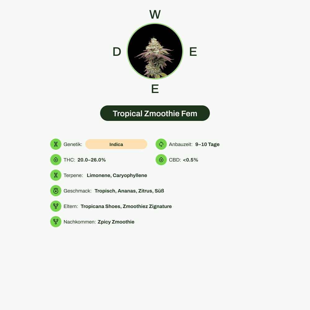 Infografik über THC-Gehalt, CBD-Gehalt, Terpene, Wirkungen, Geschmack von Tropical Zmoothie Fem