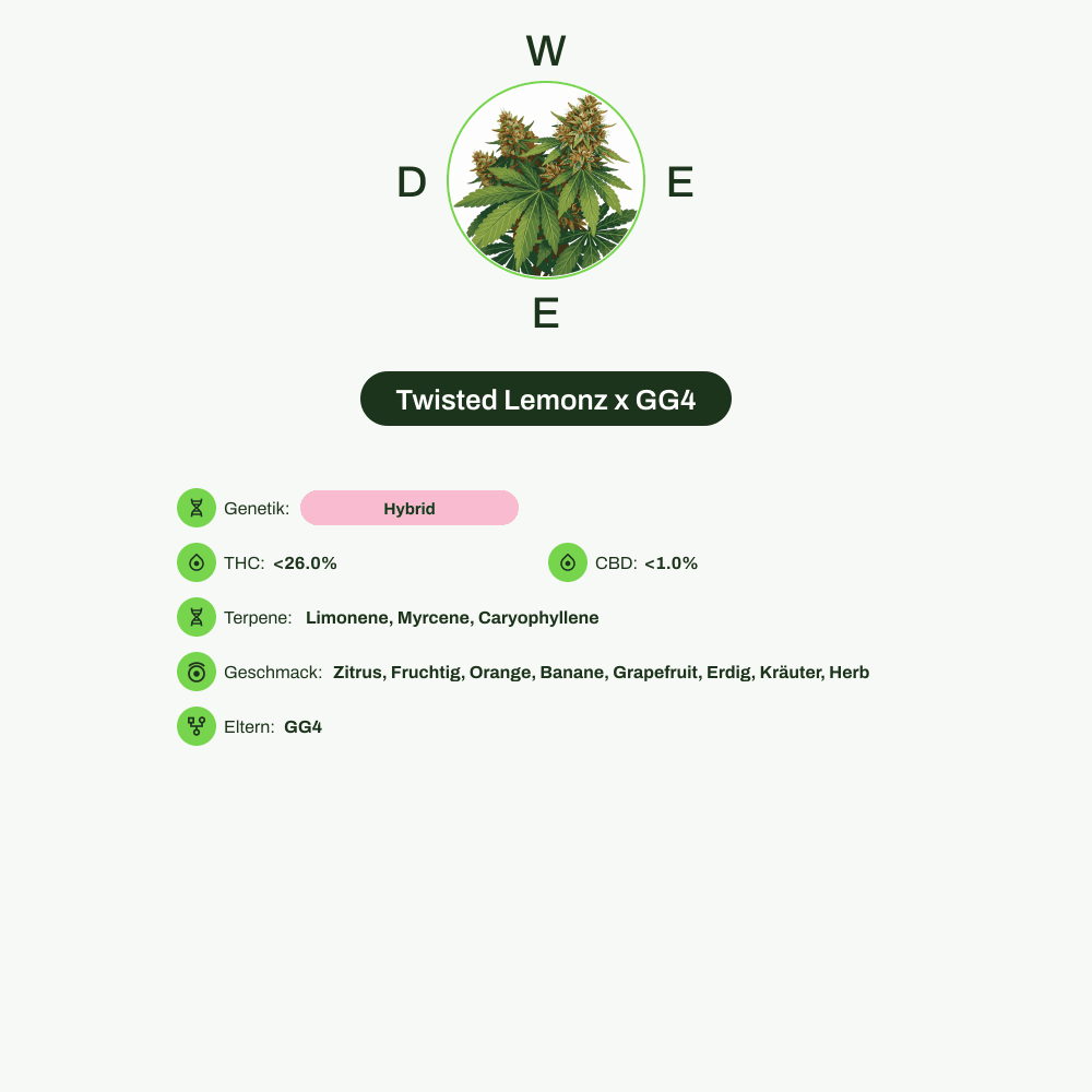 Infografik über THC-Gehalt, CBD-Gehalt, Terpene, Wirkungen, Geschmack von Twisted Lemonz x GG4