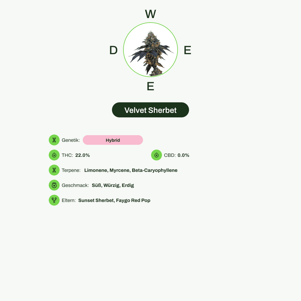 Infografik über THC-Gehalt, CBD-Gehalt, Terpene, Wirkungen, Geschmack von Velvet Sherbet