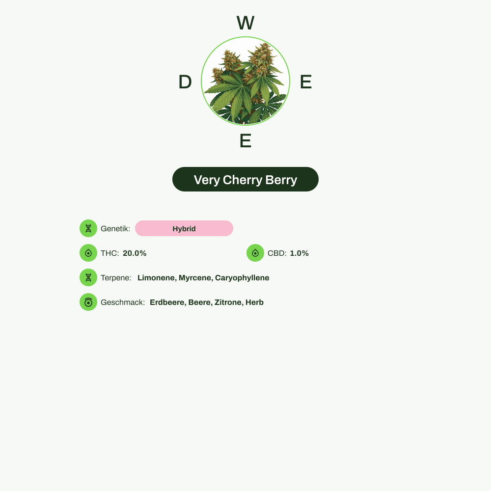 Infografik über THC-Gehalt, CBD-Gehalt, Terpene, Wirkungen, Geschmack von Very Cherry Berry